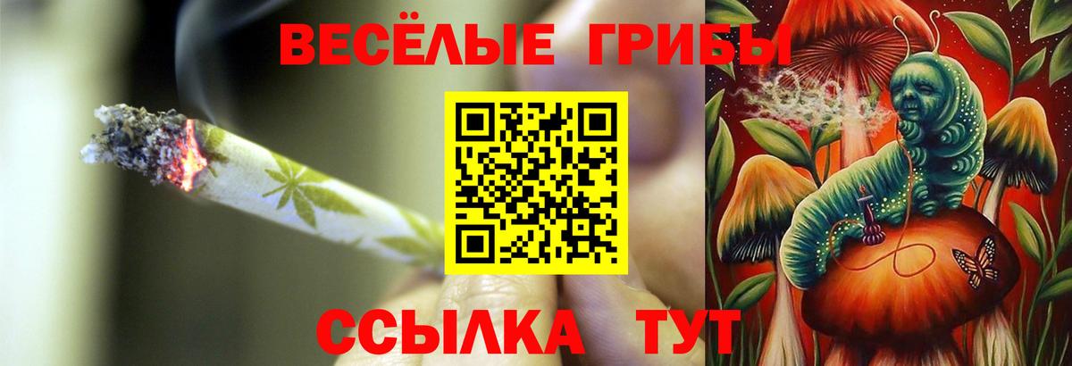 Галлюциногенные грибы Psilocybe Владикавказ